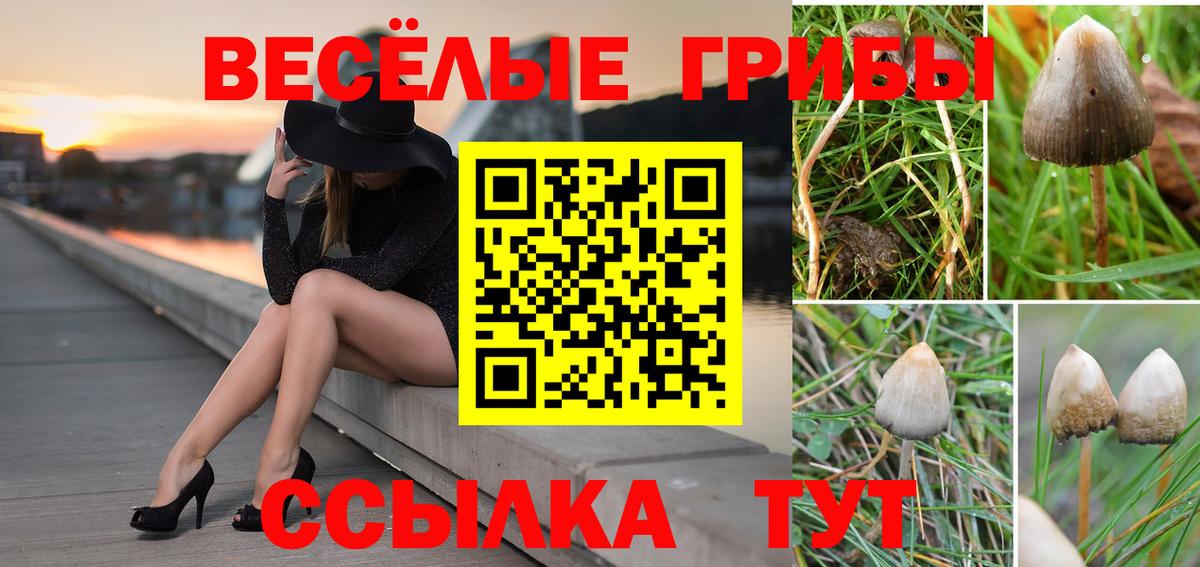 Воскресенск  Галлюциногенные грибы Psilocybe  Вход с VPN 